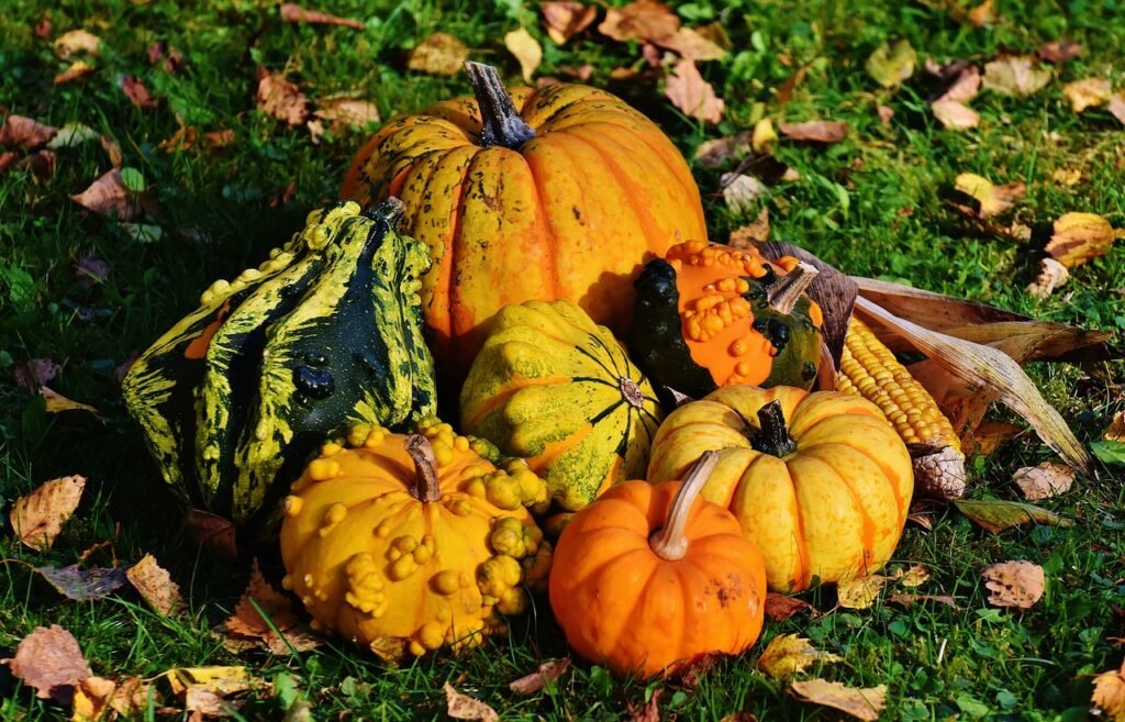 pumpkins, decorative squashes, gourds-1712841.jpg